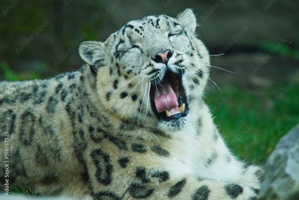 Obraz premium Schneeleopard im Zoo