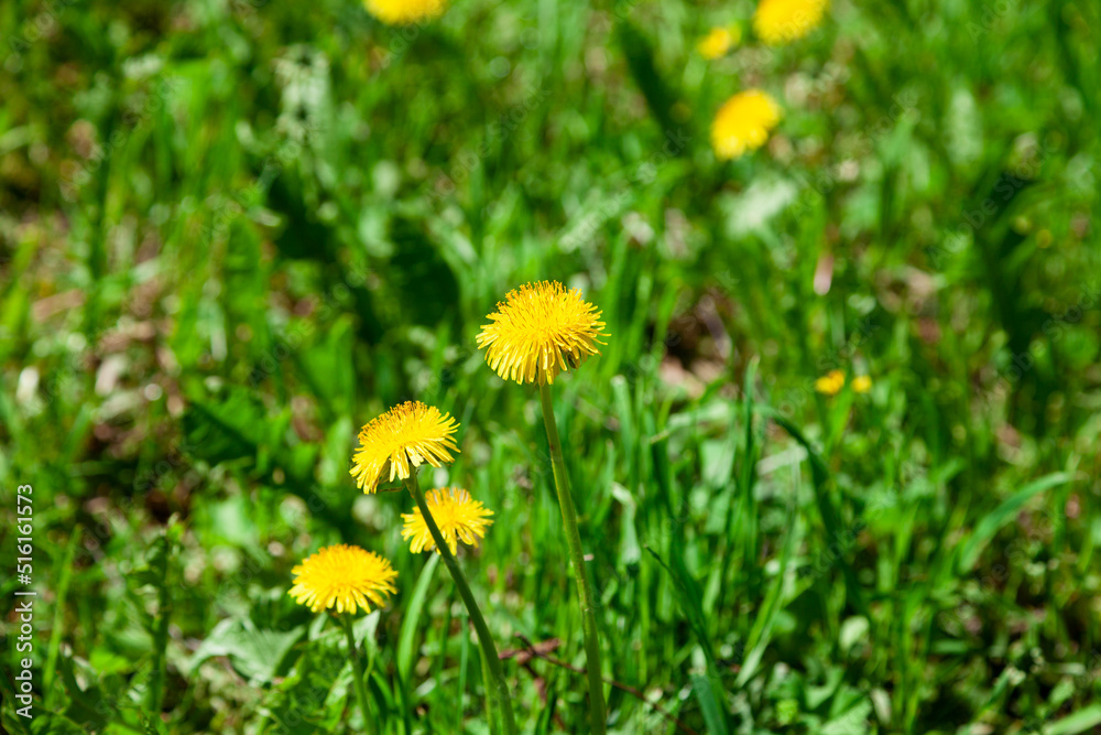 Dandelions on a background of green grass Dandelions on a background of green grass