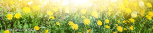 Bright summer background - yellow flowers of dandelions against the backdrop of greenery in the sun