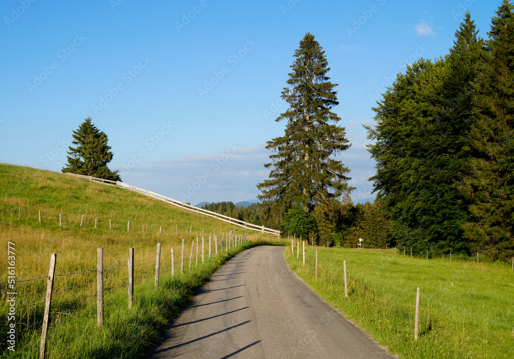 a road leading through the lush green alpine meadows of the Allgau region in Bavaria with the Alps in the background (Nesselwang, Allgaeu, Bavaria, Germany)	