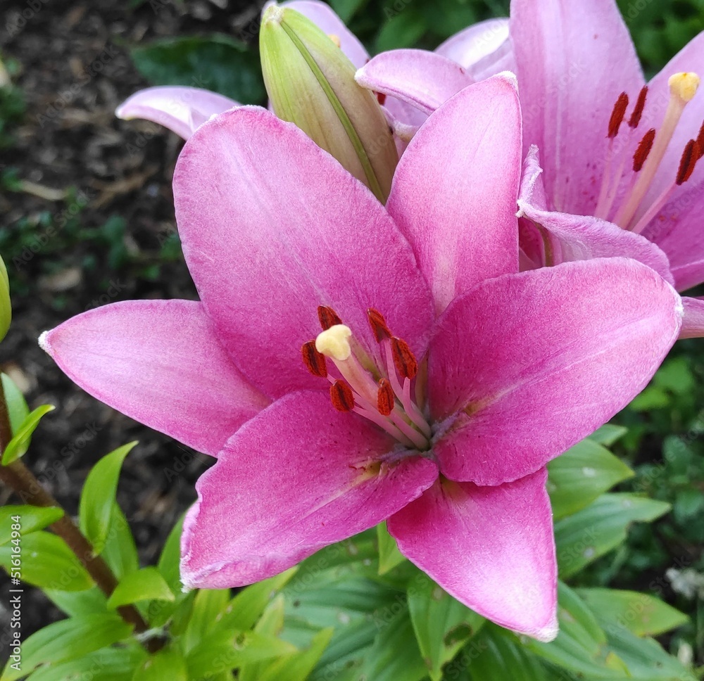 lily purple