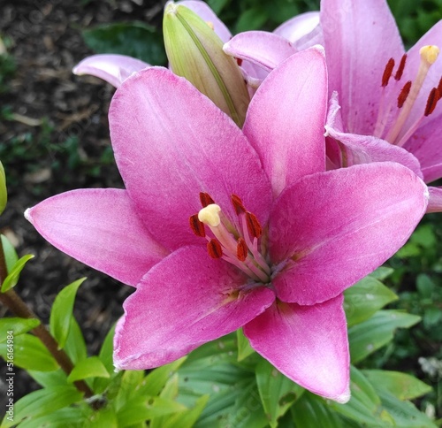 lily purple