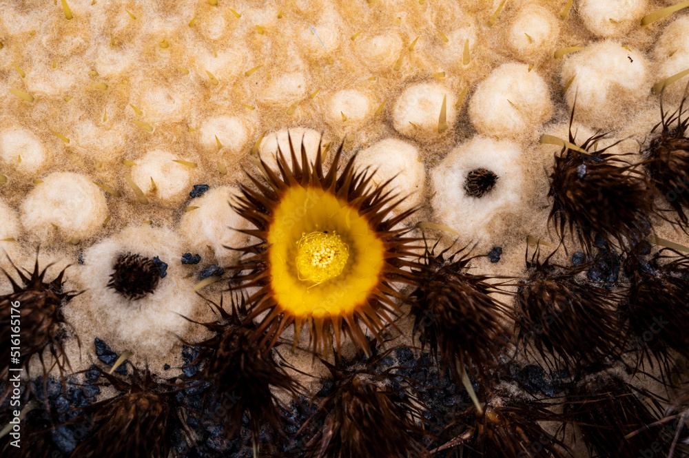 Φωτογραφία Close up detail of a flower growing on a cactus in the desert volcanic island of Lanzarote, Canary Islands, Spain