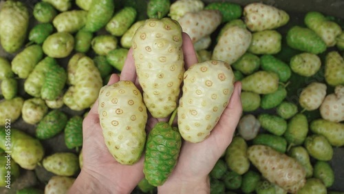 Noni fruit, Morinda citrifolia, Indian mulberry, cheese fruit in the hands of person against the background of other similar fruits. In Polynesian traditional medicine can be used as a general tonic.