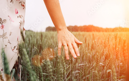Wheat field woman hand. Young woman hand touching spikelets cereal field in sunset. Agriculture harvest summer sun, food industry, healthy organic concept.