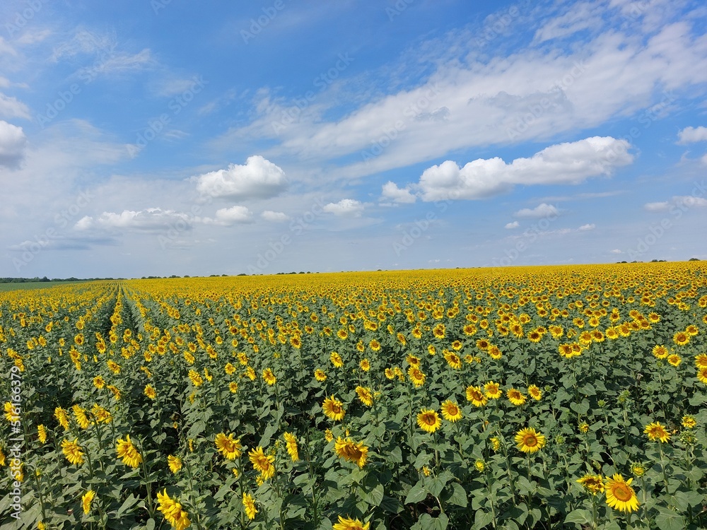 Bright sunflowers on a large field. Yellow expanses under a blue sky.