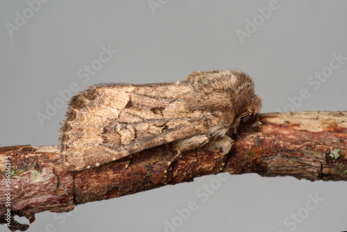 The straw underwing (Thalpophila matura) is a brown moth belonging to he family Noctuidae photo