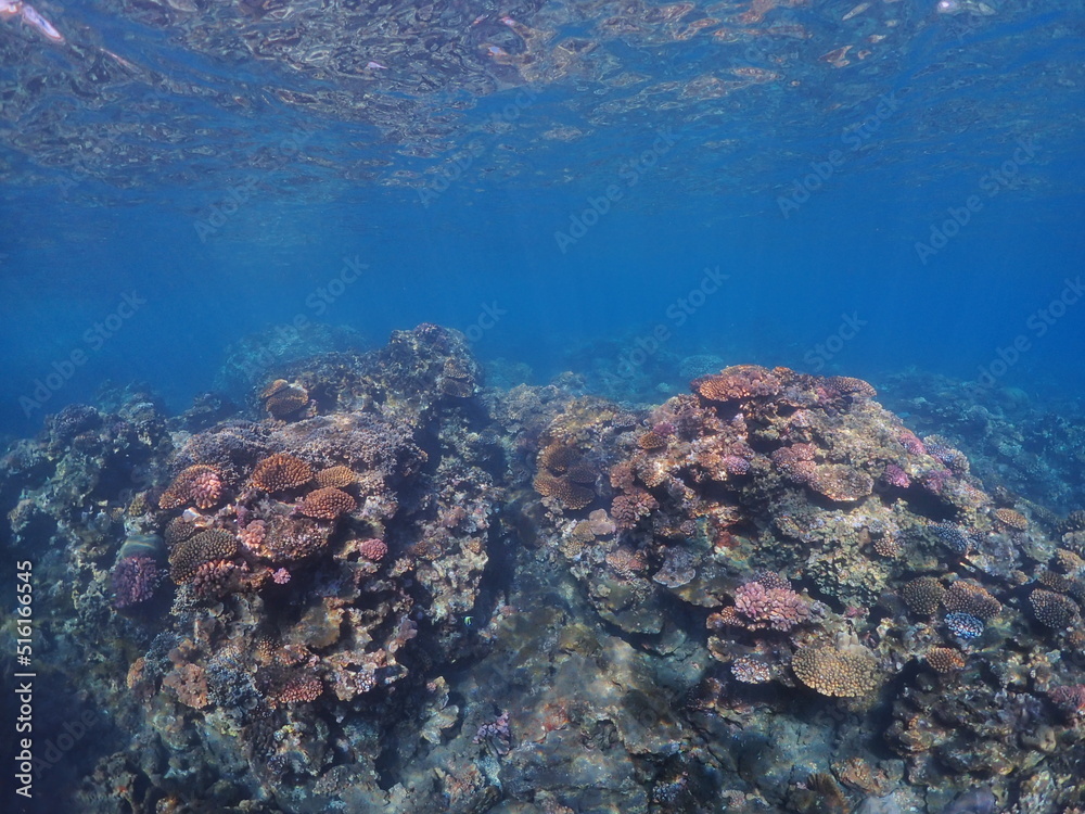 Fototapeta premium Beautiful coral reef of Reunion island with fisheye view
