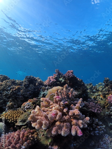 Beautiful coral reef of Reunion island with fisheye view