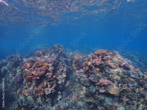 Fototapeta Naklejka Na Ścianę i Meble -  Beautiful coral reef of Reunion island with fisheye view