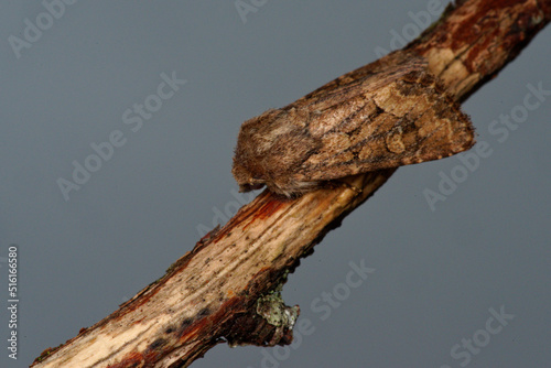 The straw underwing (Thalpophila matura) is a brown moth belonging to he family Noctuidae photo