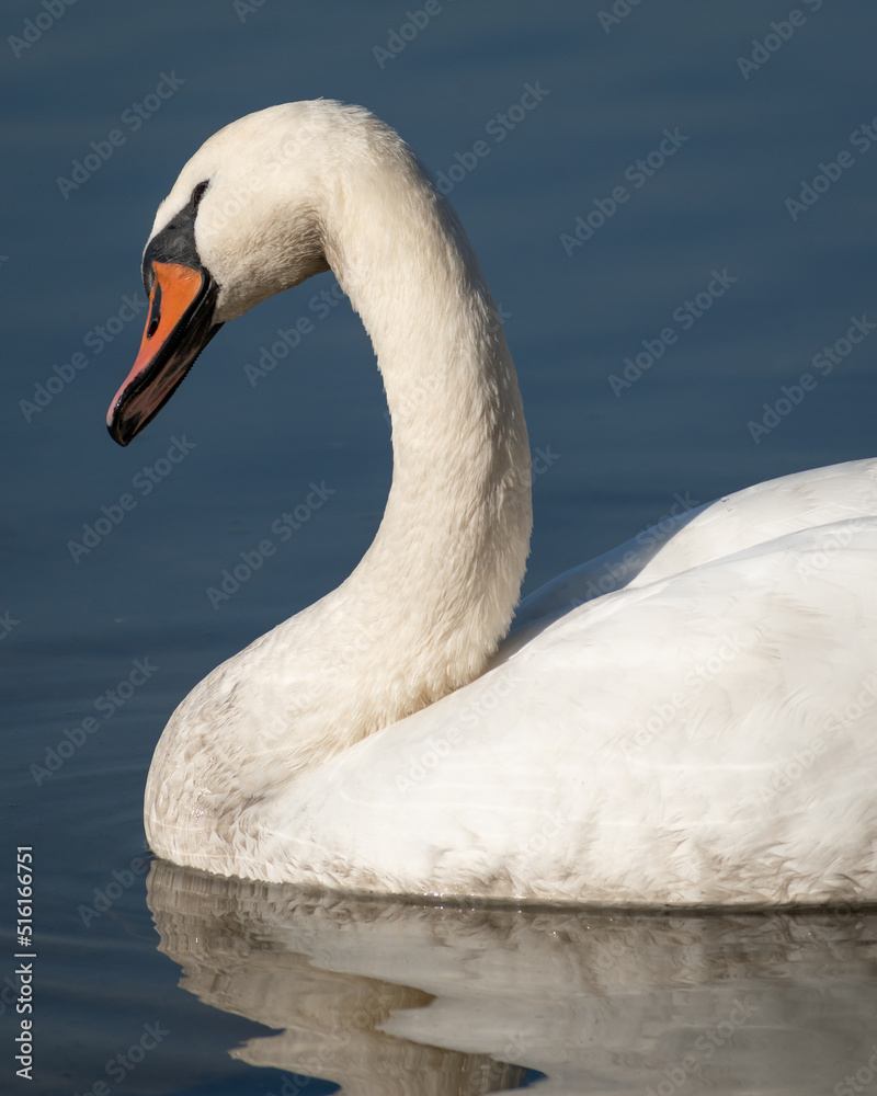 Obraz premium swan on the water