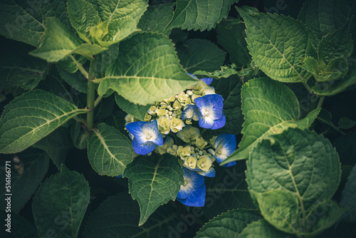 紫陽花