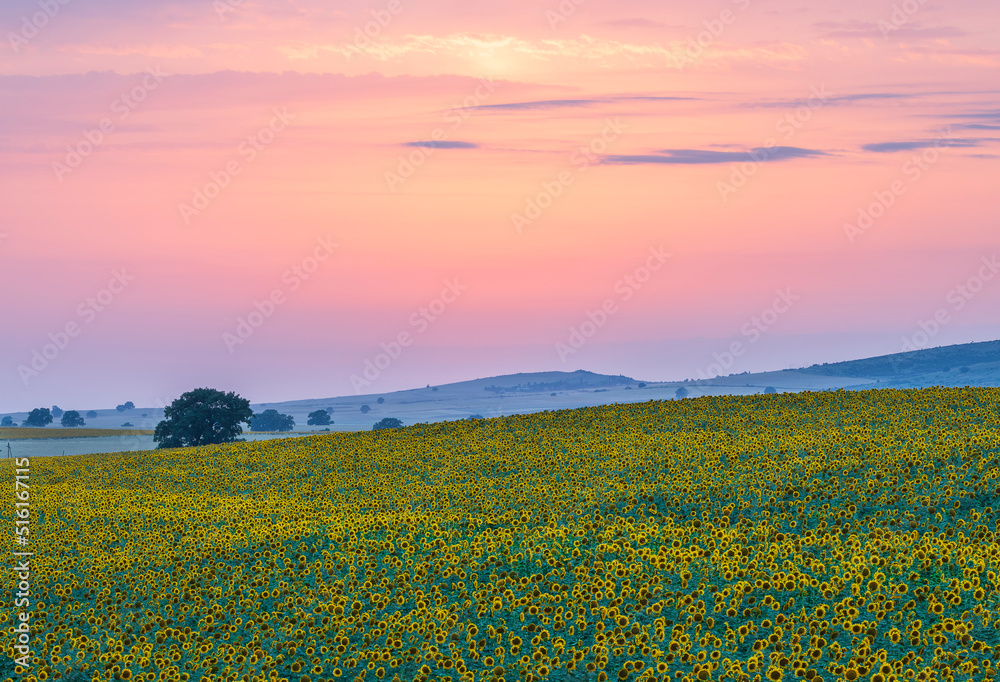 Field of blooming sunflowers. Nature