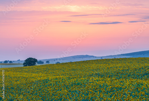 Field of blooming sunflowers. Nature