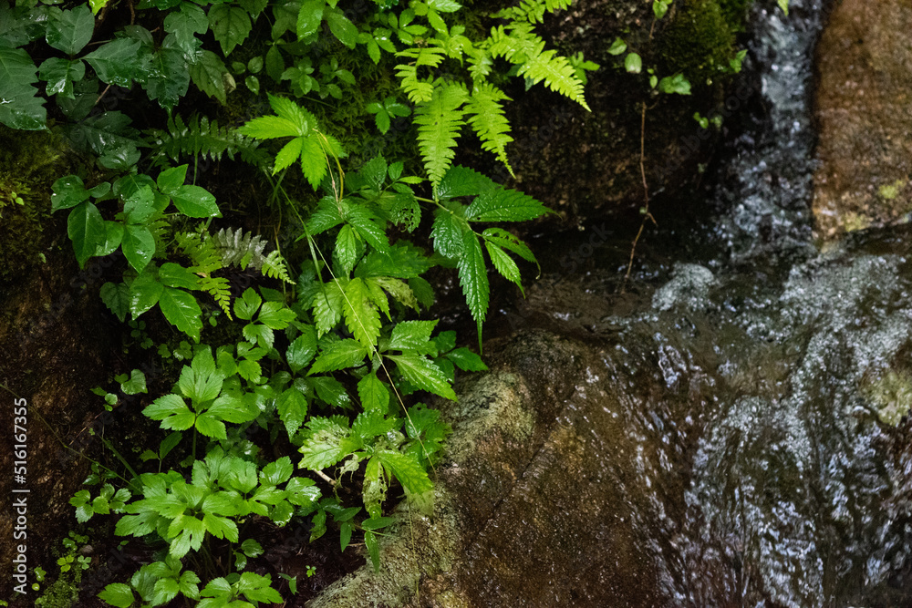Stream and wet small plants in the forest, close-up 2 Stream and wet small plants in the forest, close-up 2