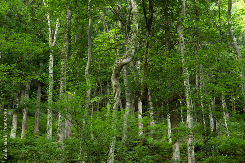 Broadleaf trees in the forest