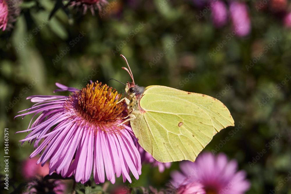 The buckthorn butterfly, or lemon butterfly (lat. Gonepteryx rhamni) collects nectar from flowers. The buckthorn butterfly, or lemon butterfly is a diurnal butterfly from the family of Pieridae. The buckthorn butterfly, or lemon butterfly (lat. Gonepteryx rhamni) collects nectar from flowers. The buckthorn butterfly, or lemon butterfly is a diurnal butterfly from the family of Pieridae.
