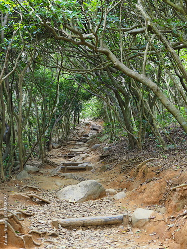 糸島のトトロの森