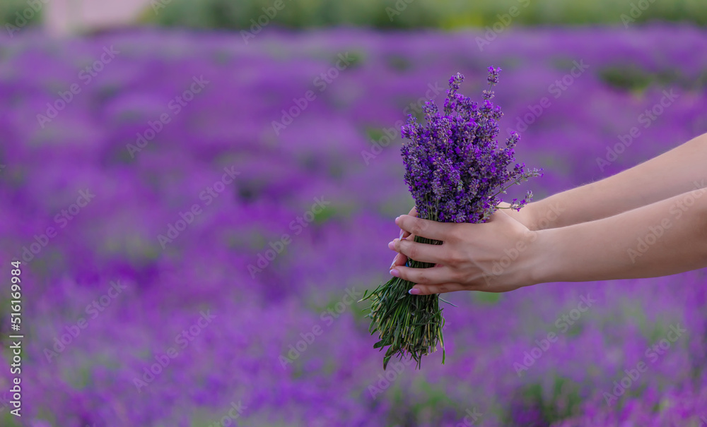 Woman in a field of lavender flowers in a white dress. selective focus Woman in a field of lavender flowers in a white dress. selective focus