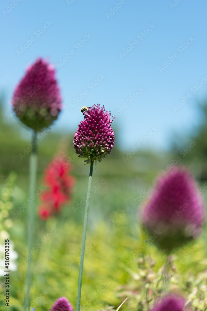 allium blossom and bee allium blossom and bee