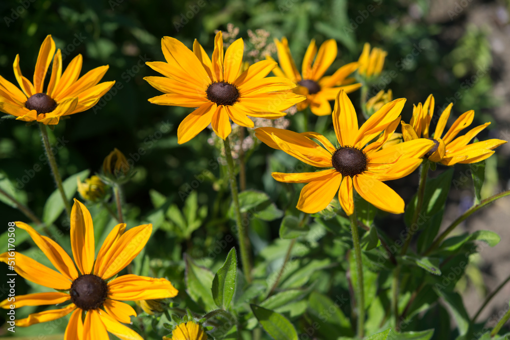 rudbeckia in the sun rudbeckia in the sun