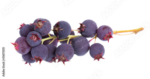 Fényképezés Saskatoon berries isolated on white background
