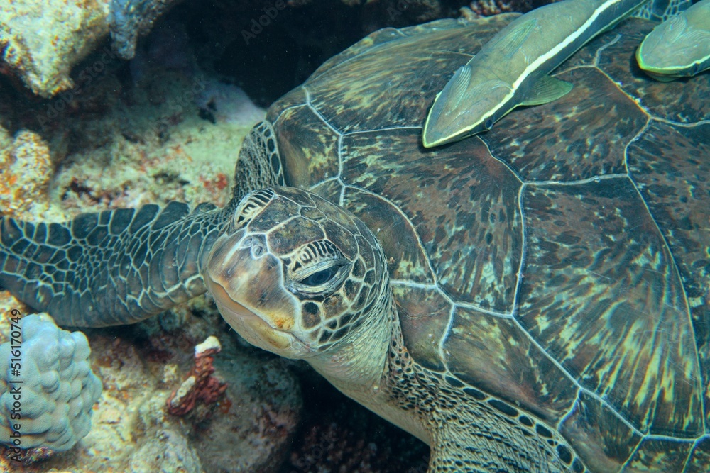 Fototapeta premium Green sea turtle resting in the coral reef. Common remora (sucker fish) on the turtle back shell.