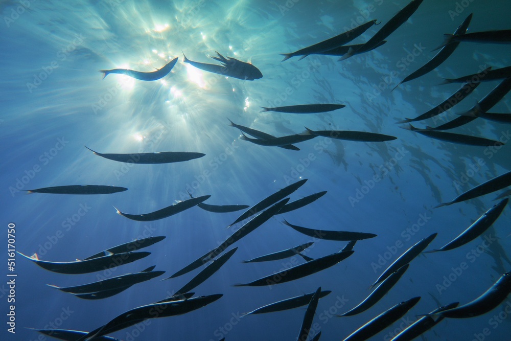 Obraz premium Life-giving sunlight underwater. Sun beams shinning underwater and shoal of fish in the blue water.