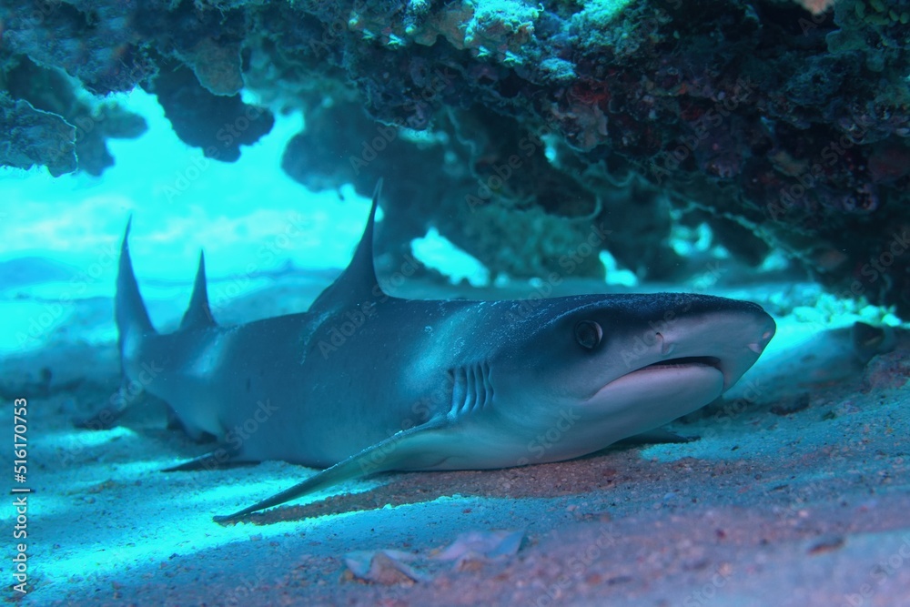 Obraz premium Whitetip reef shark (Triaenodon obesus) resting under the coral reef.