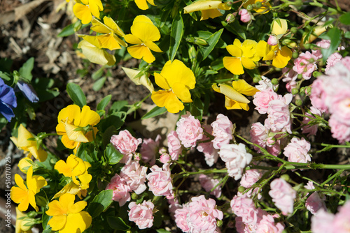 pink roses and yellow pansies in the sun