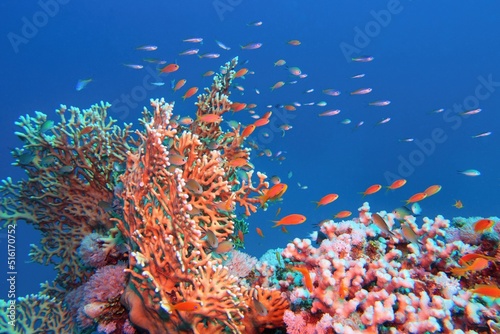 Tropical coral reef with diversity of hard corals and shoal of coral fish