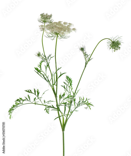 Φωτογραφία Wild carrot or Daucus carota, flowers isolated on white background