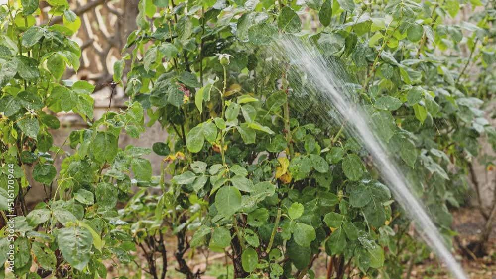 Water the garden with a water jet Water the garden with a water jet
