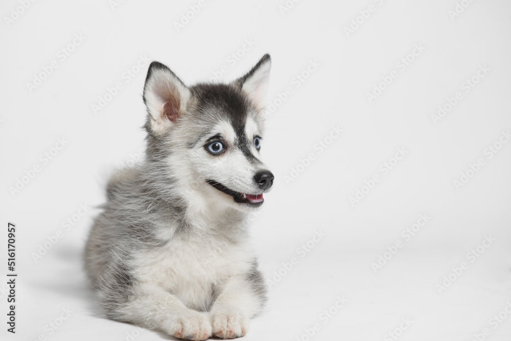 Portrait of cute puppy Mini Husky. Little smiling dog on gray background. Free space for text. Portrait of cute puppy Mini Husky. Little smiling dog on gray background. Free space for text.
