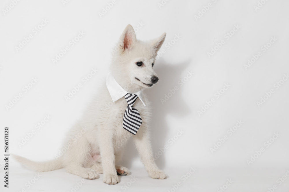 Portrait of happy dog of the Mini Husky breed office worker. Little smiling dog on gray background. Free space for text. Portrait of happy dog of the Mini Husky breed office worker. Little smiling dog on gray background. Free space for text.