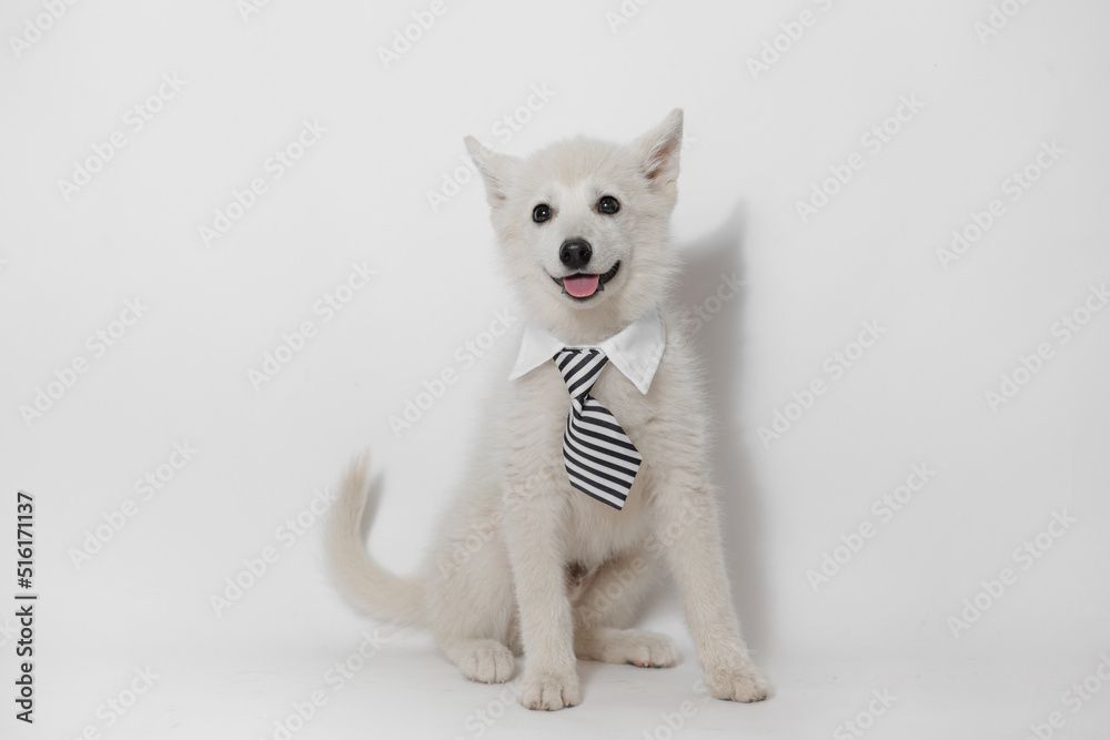 Portrait of happy dog of the Mini Husky breed office worker. Little smiling dog on gray background. Free space for text. Portrait of happy dog of the Mini Husky breed office worker. Little smiling dog on gray background. Free space for text.
