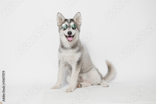 Portrait of cute puppy Mini Husky in glasses. Little smiling dog on gray background. Free space for text.