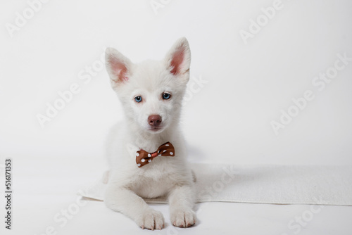 Portrait of cute puppy mini husky in tie butterfly. Little smiling dog on gray background. Free space for text.