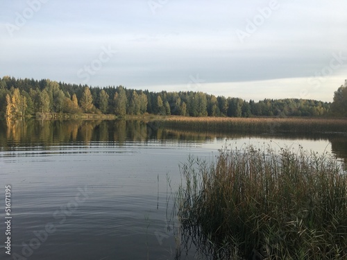 forest lake with reeds and beautiful forest