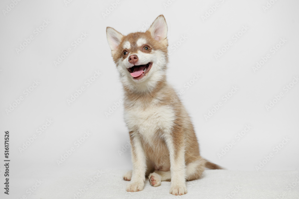 Portrait of cute puppy Mini Husky. Little smiling dog on gray background. Free space for text.