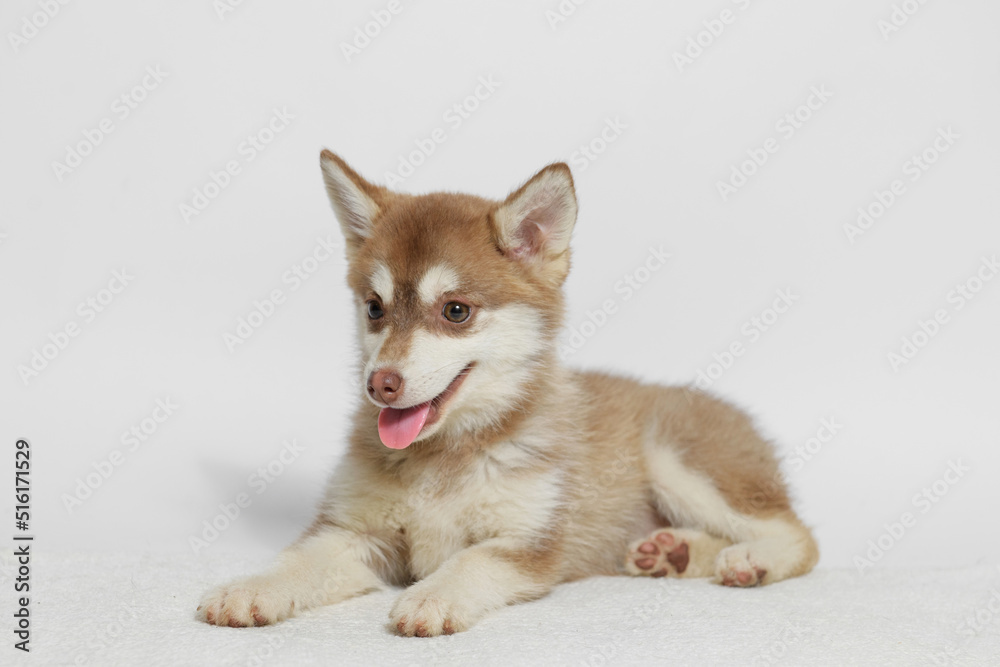 Portrait of cute puppy Mini Husky. Little smiling dog on gray background. Free space for text.