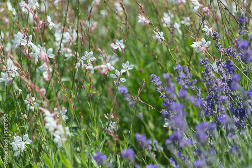 lavender and gaura blossoms photo