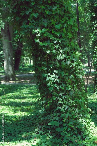 Zielony bluszcz na drzewach w parku miejskim