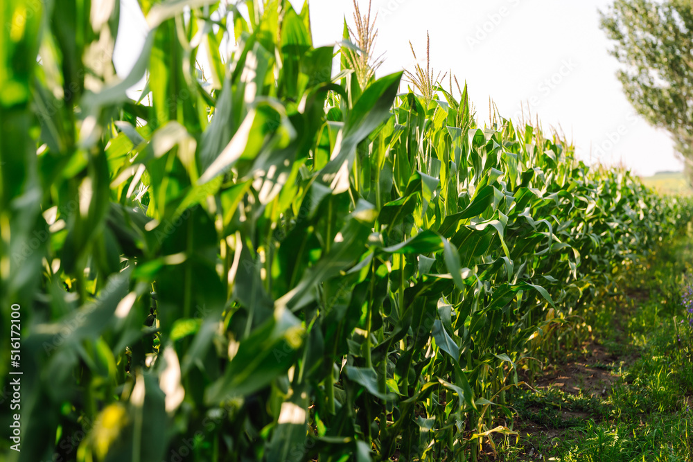 Young corn field at agriculture farm. Agriculture, organic gardening, planting or ecology concept. Young corn field at agriculture farm. Agriculture, organic gardening, planting or ecology concept.