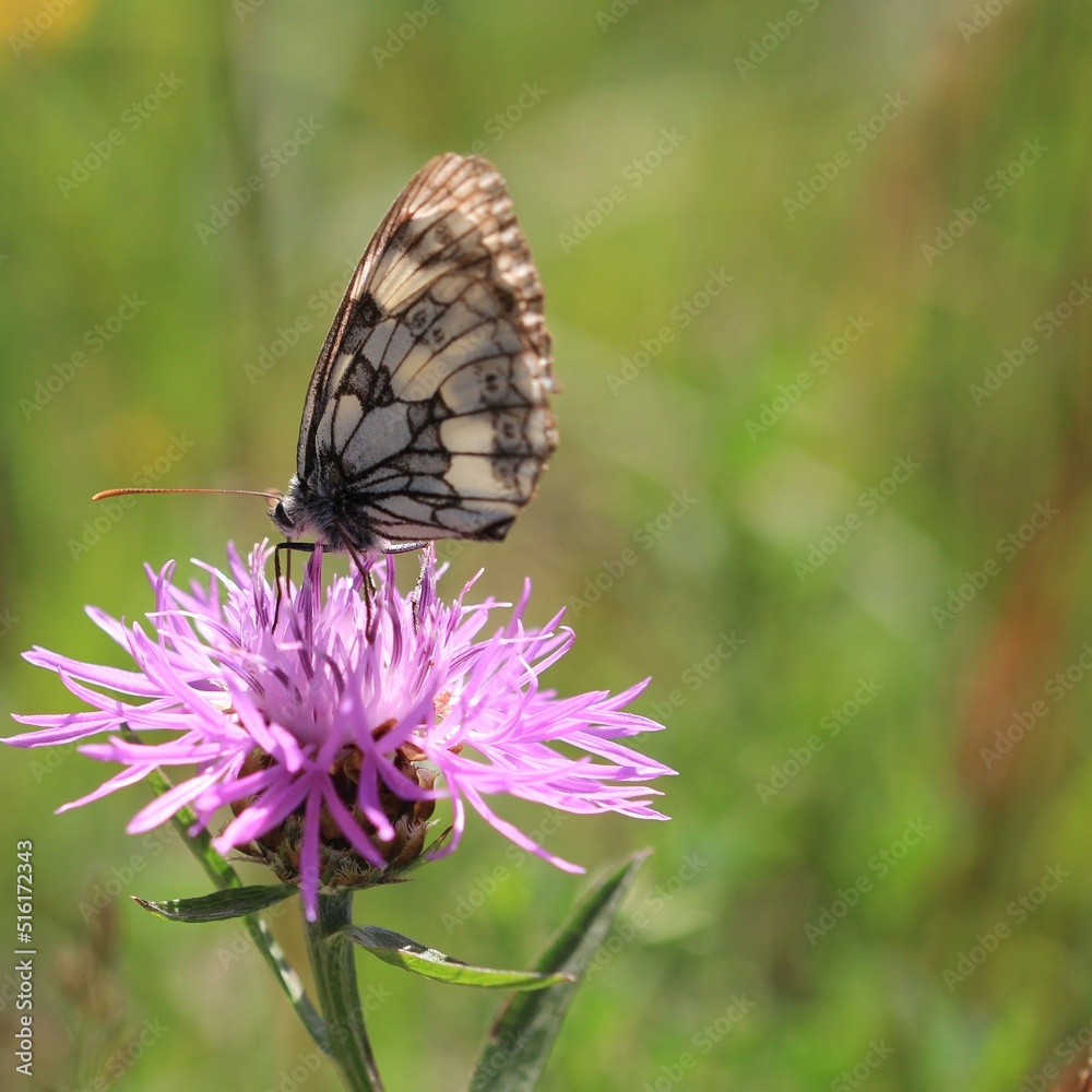 Schmetterling Schmetterling