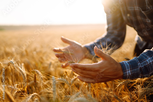 Male farm worker touches the ears of wheat to assure that the crop is in good condition. Agriculture, gardening or ecology concept. © maxbelchenko