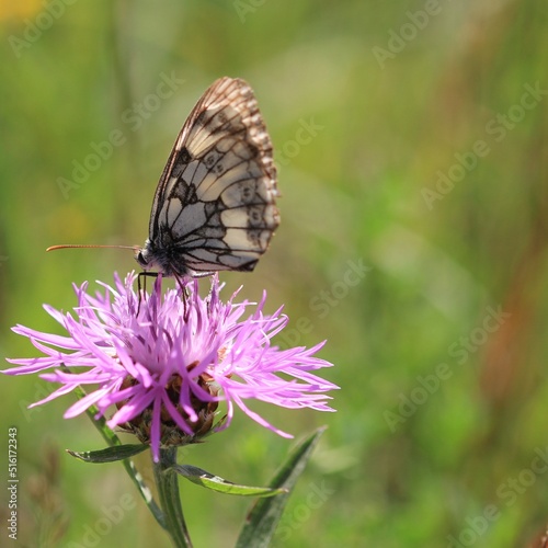 Schmetterling © meyerfranzgisela