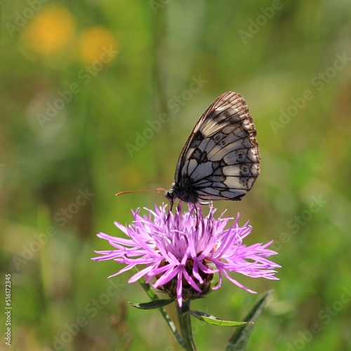 Schmetterling © meyerfranzgisela