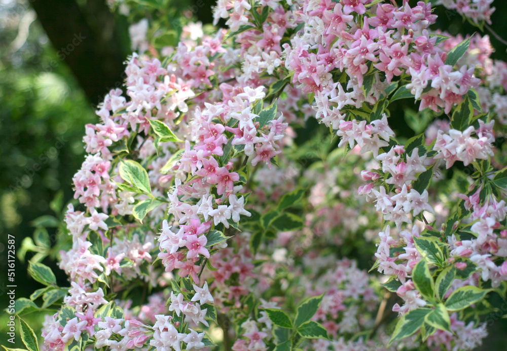 blooming pink and white Weigela bushes in the park blooming pink and white Weigela bushes in the park